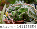 Opuntia microdasys Albispina crested Bunny Ears cactus cluster with white glochids in a terracotta pot close up 141126654