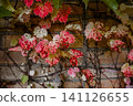 Autumn leaves of maiden grape climbing on a brick wall. Red pink and yellow foliage creates a textured natural background with seasonal mood. 141126655