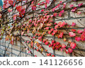 Colorful autumn maiden grape leaves spread across an old brick wall. Red pink and pale tones form a rich natural pattern for seasonal backgrounds. 141126656