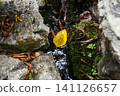 Top view of one bright yellow autumn leaf floating on dark stream water between rocks with green moss creating moody atmosphere 141126657