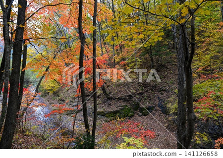 Autumn forest in Primorsky Krai Far East Russia with colorful trees and a quiet stream. Natural woodland landscape with vibrant fall foliage. 141126658