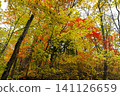 Autumn mixed forest in Primorsky Krai Russia Far East with bright yellow orange and red foliage natural woodland landscape seasonal nature background 141126659