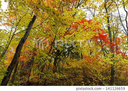 Autumn mixed forest in Primorsky Krai Russia Far East with bright yellow orange and red foliage natural woodland landscape seasonal nature background 141126659