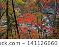 Autumn forest in Russia with bright red maple trees growing along a rocky river valley. Colorful fall foliage and calm natural landscape. 141126660