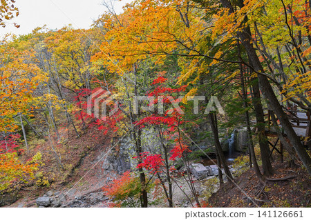 Autumn forest landscape with small waterfall and wooden boardwalk in mountain park. Colorful fall foliage and scenic nature trail. Autumn forest landscape with small waterfall and wooden boardwalk in mountain park. Colorful fall foliage and scenic nature trail. 141126661