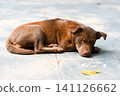 Cute sad brown puppy looking at a fallen yellow leaf on stone pavement close up concept of autumn melancholy loneliness and loyalty in park outdoor 141126662