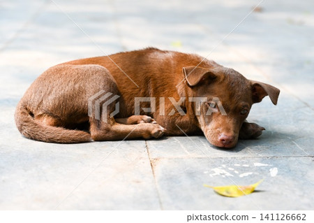Cute sad brown puppy looking at a fallen yellow leaf on stone pavement close up concept of autumn melancholy loneliness and loyalty in park outdoor Cute sad brown puppy looking at a fallen yellow leaf on stone pavement close up concept of autumn melancholy loneliness and loyalty in park outdoor 141126662