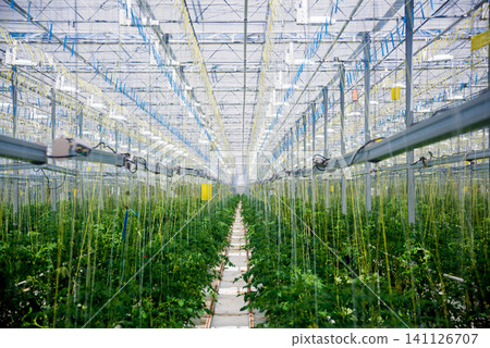 Rows of plants growing inside big industrial greenhouse. Rows of plants growing inside big industrial greenhouse. 141126707