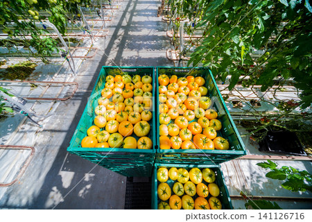 Beautiful yellow tomatoes grown in a greenhouse. Beautiful yellow tomatoes grown in a greenhouse. 141126716
