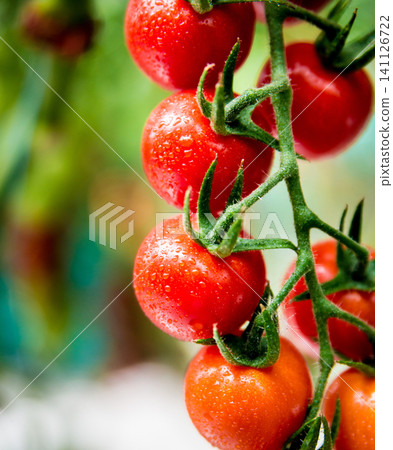 Beautiful red ripe tomatoes grown in a greenhouse. Beautiful red ripe tomatoes grown in a greenhouse. 141126722