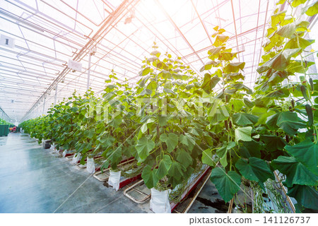 Rows of cucumbers grown in a greenhouse. Rows of cucumbers grown in a greenhouse. 141126737