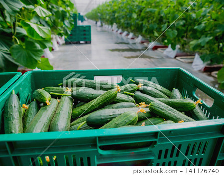 Long green cucumbers in a boxes. Greenhouse. Long green cucumbers in a boxes. Greenhouse. 141126740