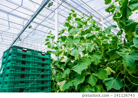 Rows of cucumbers grown in a greenhouse. Rows of cucumbers grown in a greenhouse. 141126743