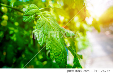 Modern greenhouse with tomato plants. Modern greenhouse with tomato plants. 141126746