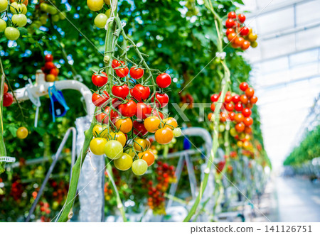 Beautiful red ripe tomatoes grown in a greenhouse. Beautiful red ripe tomatoes grown in a greenhouse. 141126751