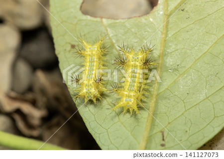Slug caterpillar 141127073