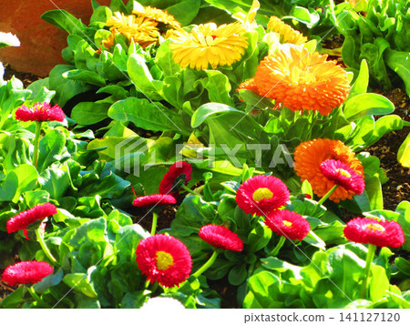A scene of a flowerbed with calendula and daisy flowers. A scene of a flowerbed with calendula and daisy flowers. 141127120