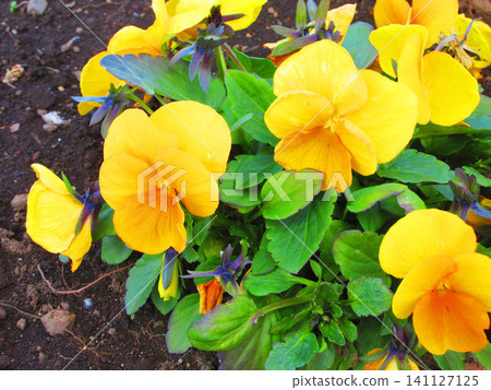 Pansy flower landscape in the flowerbed Pansy flower landscape in the flowerbed 141127125