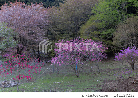Peach blossoms blooming at the foot of the mountain in the early morning Peach blossoms blooming at the foot of the mountain in the early morning 141127232