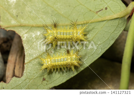 Slug caterpillar Slug caterpillar 141127321