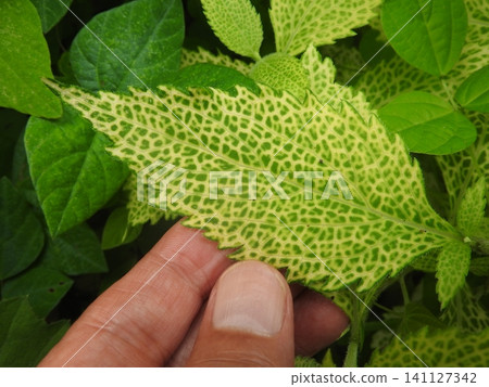 Eupatorium chinense infected with a viral disease that causes the leaf veins to turn yellow and form a net-like pattern. Eupatorium chinense infected with a viral disease that causes the leaf veins to turn yellow and form a net-like pattern. 141127342
