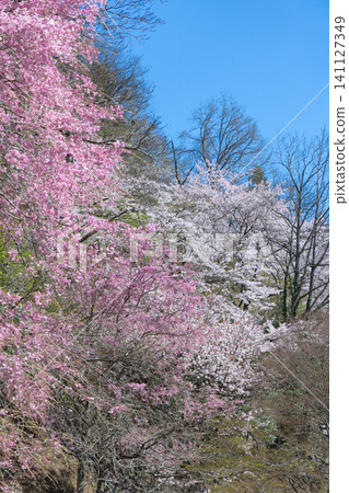 Cherry blossoms in full bloom and blue sky Cherry blossoms in full bloom and blue sky 141127349