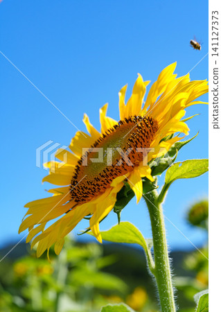 sunflower sunflower 141127373
