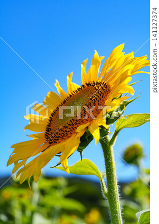 sunflower	 141127374