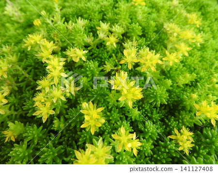 Sedum, a succulent plant belonging to the Crassulaceae family. Sedum, a succulent plant belonging to the Crassulaceae family. 141127408