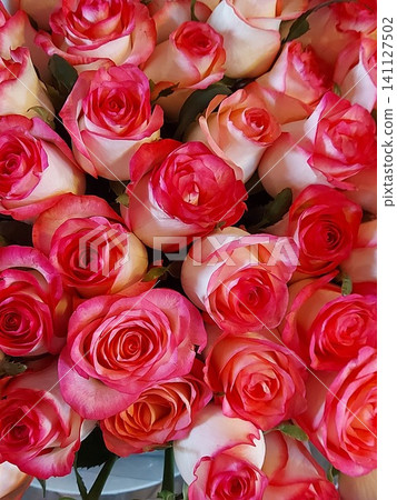 Pink and white roses close-up. Floral background. Space for text. Pink and white roses close-up. Floral background. Space for text. 141127502