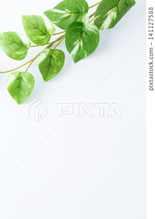 白色背景,綠色葉子(人造花) 白色背景,綠色葉子(人造花) 141127588