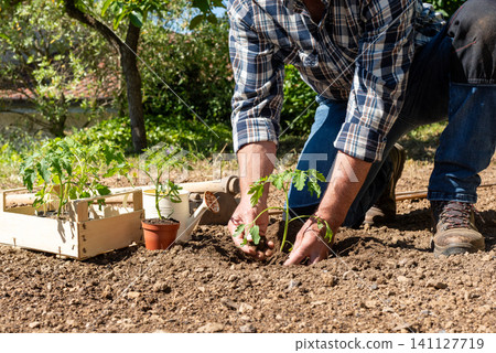 Planting tomato seedlings in the ground by hand. Agriculture. Planting tomato seedlings in the ground by hand. Agriculture. 141127719