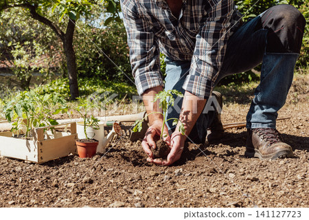 Planting tomato seedlings in the ground by hand. Agriculture. Planting tomato seedlings in the ground by hand. Agriculture. 141127723