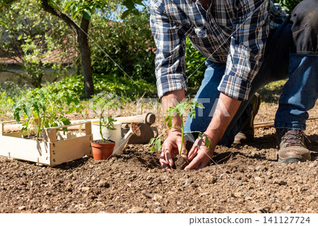 Planting tomato seedlings in the ground by hand. Agriculture. Planting tomato seedlings in the ground by hand. Agriculture. 141127724