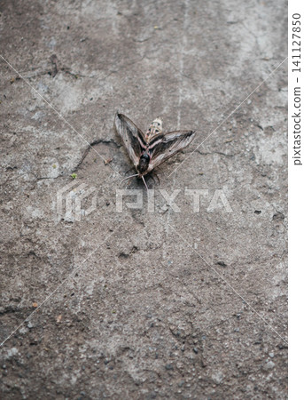 Close-up of a hawk moth resting on a weathered concrete surface. Natural camouflage, textured gray background, selective focus, and ample copy space make this image suitable for themes of wildlife Close-up of a hawk moth resting on a weathered concrete surface. Natural camouflage, textured gray background, selective focus, and ample copy space make this image suitable for themes of wildlife 141127850