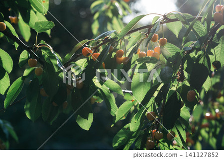 Ripe yellow cherries hanging on tree branches illuminated by warm sunlight in a lush summer orchard. Fresh organic fruit surrounded by green leaves with natural backlighting and soft bokeh. Seasonal Ripe yellow cherries hanging on tree branches illuminated by warm sunlight in a lush summer orchard. Fresh organic fruit surrounded by green leaves with natural backlighting and soft bokeh. Seasonal 141127852