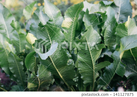 Lush green horseradish (Armoracia rusticana) leaves growing in a garden on a sunny day. Organic perennial herb cultivated for its edible roots and aromatic foliage. Natural agricultural background 141127875