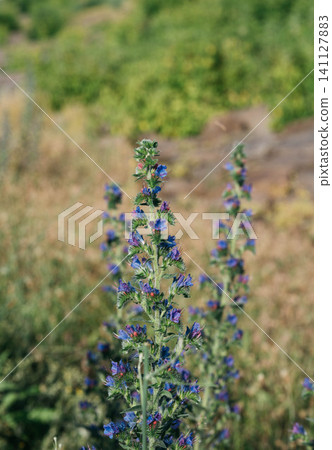 Close-up of blooming blue viper's bugloss (Echium vulgare) growing in a natural summer meadow. Wild medicinal and honey plant with vibrant blue flowers against a soft blurred background. Selective Close-up of blooming blue viper's bugloss (Echium vulgare) growing in a natural summer meadow. Wild medicinal and honey plant with vibrant blue flowers against a soft blurred background. Selective 141127883
