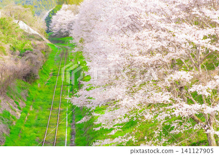 Cherry blossoms and railway tracks near Aka Station on the Heisei Chikuhō Railway Cherry blossoms and railway tracks near Aka Station on the Heisei Chikuhō Railway 141127905