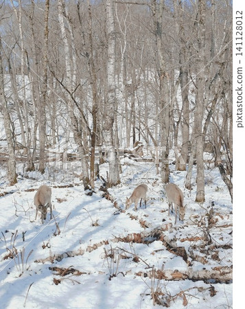 A wild Ezo deer appears in the snow-covered forest of Kushiro Marsh. A wild Ezo deer appears in the snow-covered forest of Kushiro Marsh. 141128012