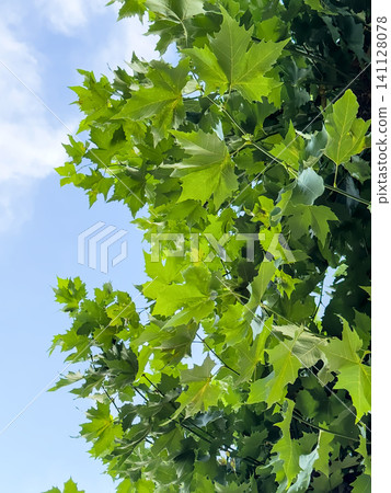 Fresh green maple leaves against a clear blue summer sky. Natural foliage background full of light Fresh green maple leaves against a clear blue summer sky. Natural foliage background full of light 141128078