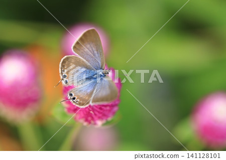 Common Blue butterfly and globe amaranth ③ Common Blue butterfly and globe amaranth ③ 141128101