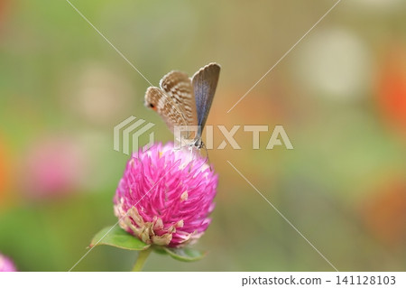 Common Blue butterfly and globe amaranth (5) Common Blue butterfly and globe amaranth (5) 141128103
