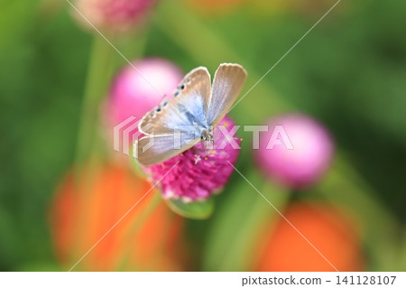 Common Blue butterfly and globe amaranth ⑨ Common Blue butterfly and globe amaranth ⑨ 141128107