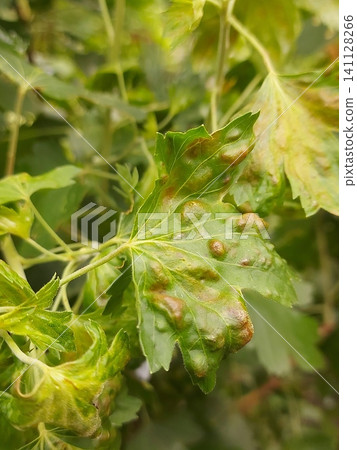 Macro close-up of a green currant leaf affected by gall aphids, showing red blister-like galls and natural leaf texture. Plant disease, garden pest infestation, horticulture, organic gardening Macro close-up of a green currant leaf affected by gall aphids, showing red blister-like galls and natural leaf texture. Plant disease, garden pest infestation, horticulture, organic gardening 141128266