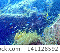 A school of damselfish swimming in the bright summer ocean. 141128592