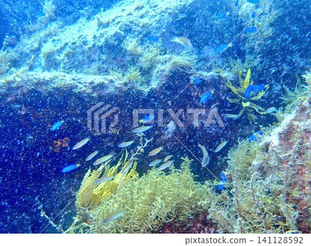 A school of damselfish swimming in the bright summer ocean. A school of damselfish swimming in the bright summer ocean. 141128592