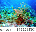 Seaweed and marine ecosystem in bright, shallow waters bathed in sunlight 141128593
