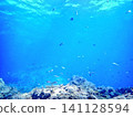 Seaweed and marine ecosystem in bright, shallow waters bathed in sunlight 141128594