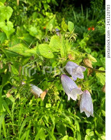 Campanula flowers blooming in the sunlight filtering through the trees 141128703